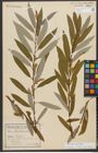 Foto von Salix triandra subsp. triandra L.